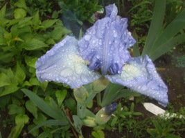 Iris_037.jpg