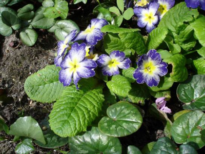 Groenanderung_Bebel_April_2010_087.jpg