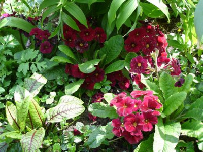 Groenanderung_Bebel_April_2010_006.jpg