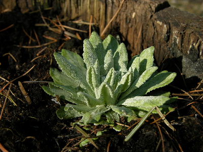 Primula_farinosa.JPG