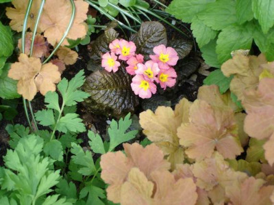Groenanderung_Bebel_April_2010_022.jpg