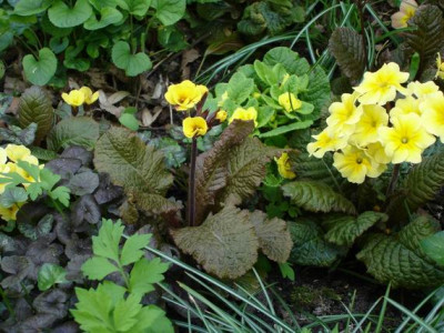 Groenanderung_Bebel_April_2010_032.jpg