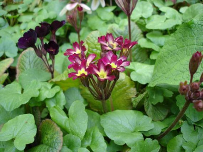 Groenanderung_Bebel_April_2010_068.jpg