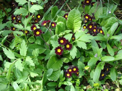 Groenanderung_Bebel_April_2010_061.jpg