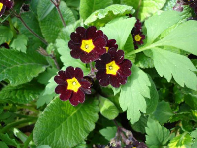 Groenanderung_Bebel_April_2010_060.jpg