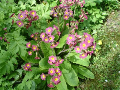 Groenanderung_Bebel_April_2010_063.jpg