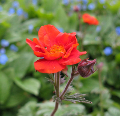 Geum_coccineum_Werner_Arends_800x600.jpg