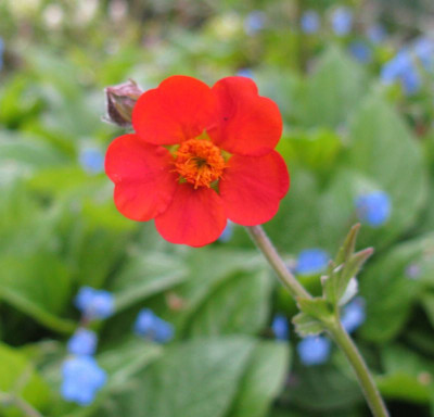 Geum_coccineum_Borisii_800x600.jpg