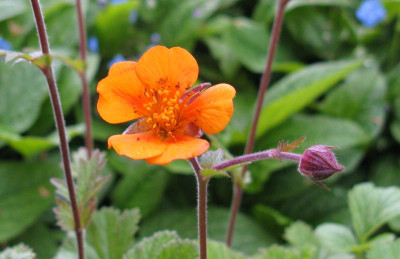 Geum_x_heldreichii_Georgenberg_800x600.jpg