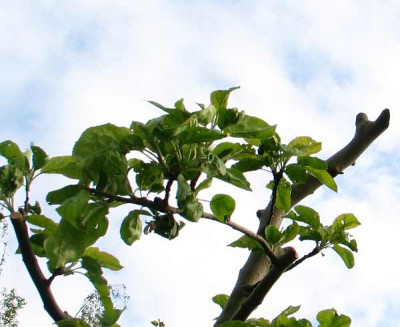 Baummetzger1.jpg