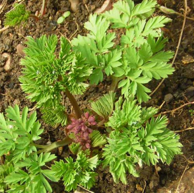 77Dicentra_form_Luxurians.jpg
