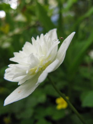 A_nemorosa_Plena.jpg