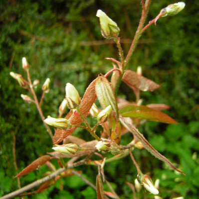 77Amelanchier_austrieb.jpg