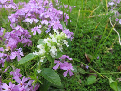 Ajuga_alba_ue.jpg
