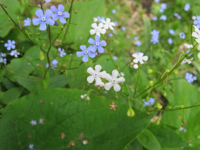 Brunnera_alba_ue.jpg