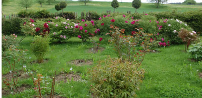 Pfingstrosen_HS_0010__4903.jpg