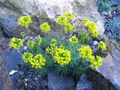 Draba.jpg