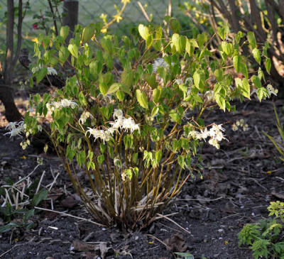 Image1_Ep_gr_cr.jpg
