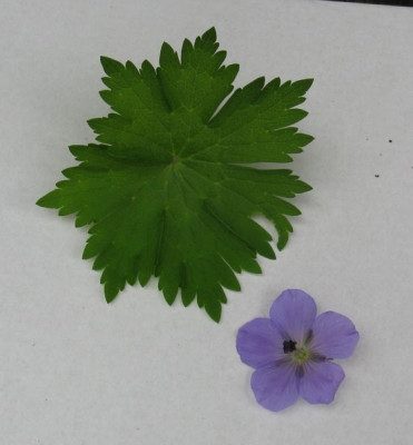G._erianthum_Coen_Jansen_2001_800x600.jpg