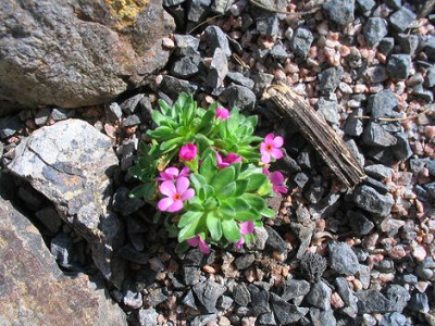 Androsace_ciliatum.jpg