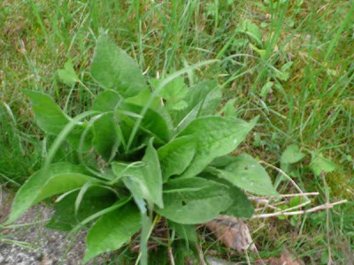 P1090529a.jpg