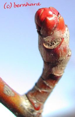 crataegus_lavallei_cariereii.jpg
