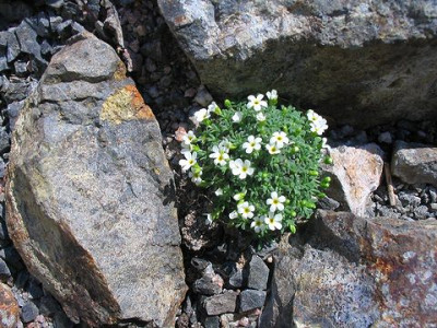 Androsace_pyrenaica.jpg