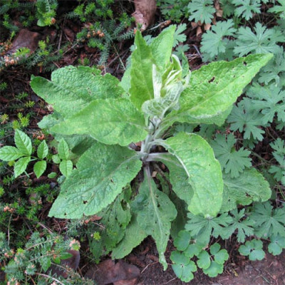 digitalis_purp.jpg