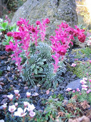 Saxifraga_grisebachii.jpg