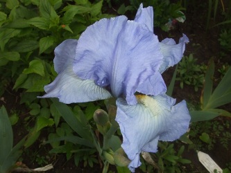 Iris_bel_azur.jpg
