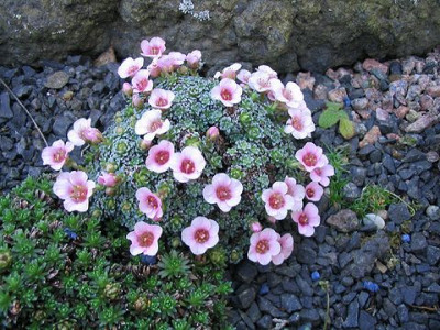 Saxifraga_x_anglica.jpg