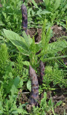 Purpurspargel_2010.jpg