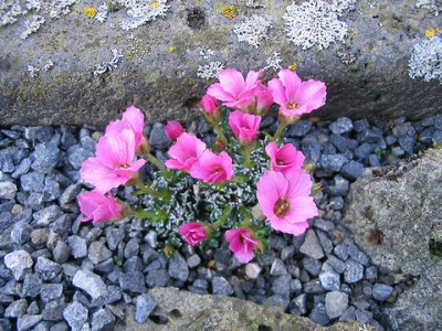Saxifraga-Hybride.jpg