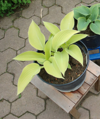 Hostas_May_0010__44897.jpg