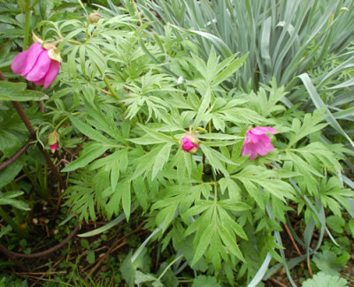 Paeonia_anomala_ssp_veitchii_0010__64825.jpg