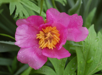 Paeonia_anomala_ssp_veitchii_0011__64826.jpg