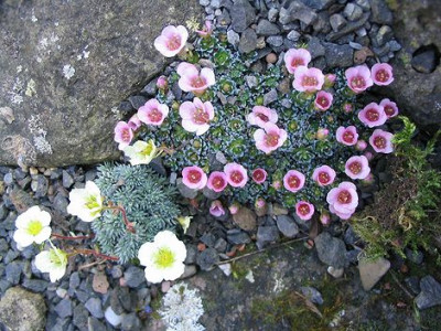 Saxifraga-Hybriden_3.jpg