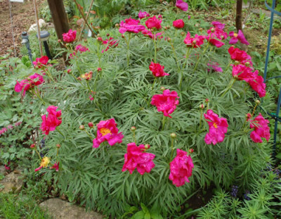 Paeonia_x_smouthii_0010__64829.jpg