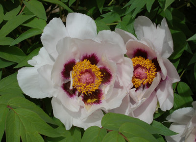 Fen_Jin_Yu_0010__64860.jpg