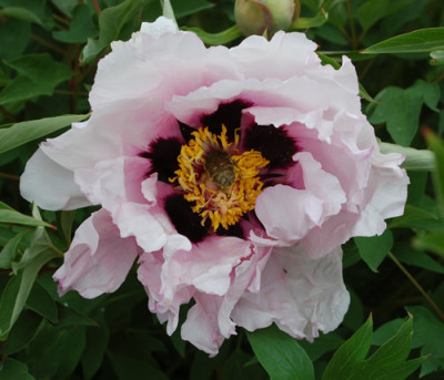 Hong_Lian_0010__64888.jpg