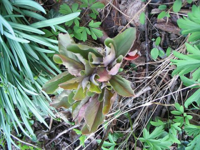 Paeonia_mlokosewitschii.jpg