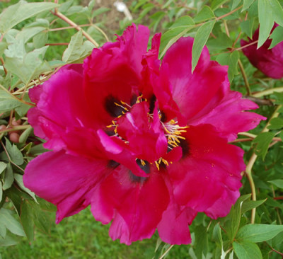 Mei_Gui_Sa_Jin_0010__64898.jpg
