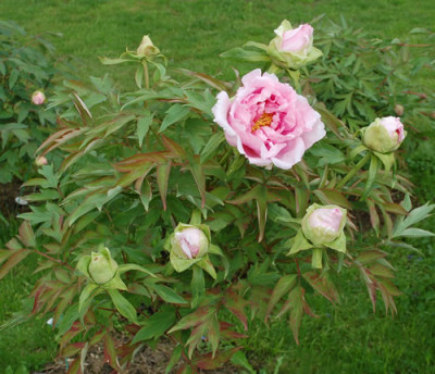 Hana_Kisoi_0010__64899.jpg
