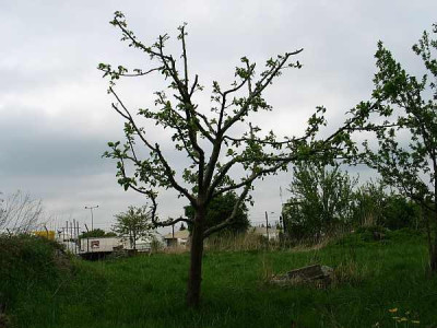 baummetzger8.jpg