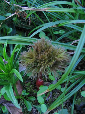 Paeonia_tenuifolia.jpg