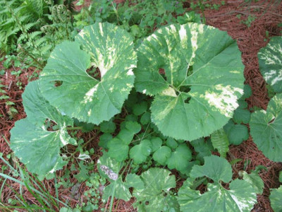 Petasites_vari.jpg