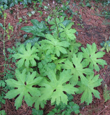 PetasitesGoldenPalms.jpg