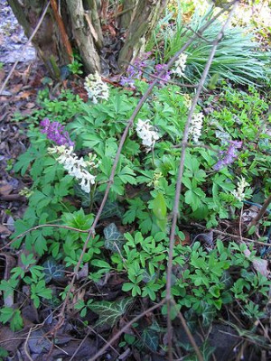 Hortus_Corydalis_cava.jpg