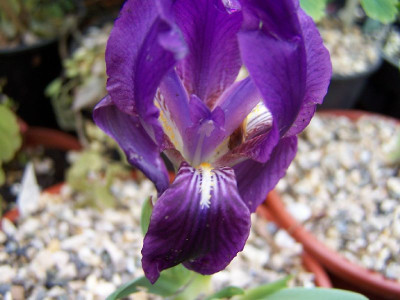 100_3198_IRIS_lutescens__2_____800.jpg