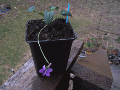 100_3067_VIOLA_mandschurica____640.jpg